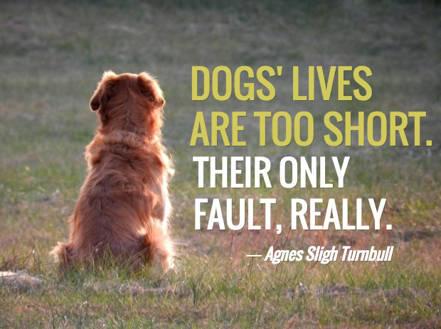 dogs-lives-are-too-short.jpg